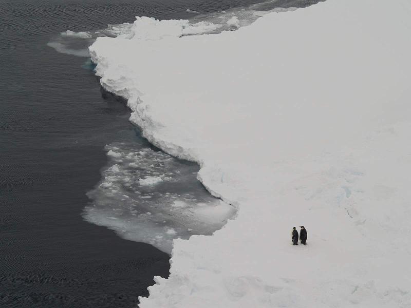 penguin pair.JPG